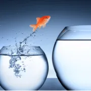 archeas coaching services